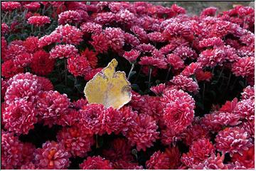 Frosty flowers