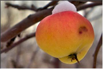 Frozen apple