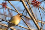 Cedar Waxwing