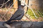 Northern Flicker