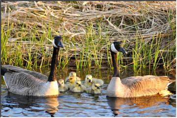 A gaggle