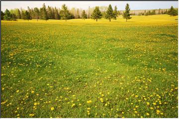 Dandelions