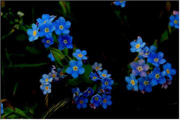 Little blue beauties