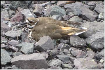 Killdeer nest