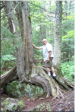 Holding up the tree