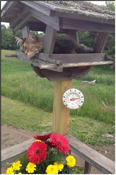 Snoozing in the feeder