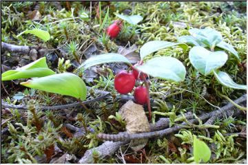 Berries on the bush