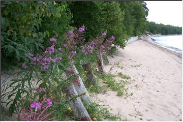 Shores of Superior