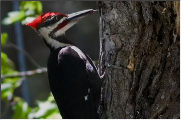 Woody Woodpecker