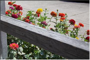 Colorful mums