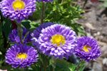 Colorful mums