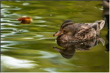 Feathered reflections