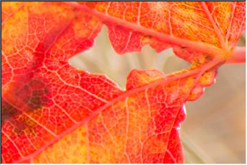 Yooper leaf