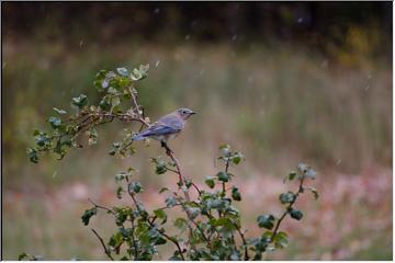 Pretty bird