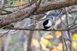 Chickadee-dee-dee