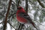 Stand-out red