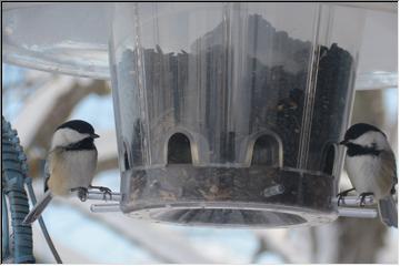 Feeder friends