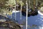 Evergreen icicles