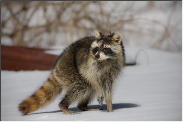 Ricky Raccoon