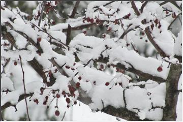 More snow