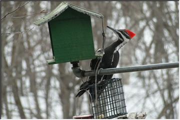 Woody Woodpecker