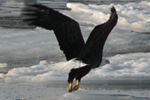 In flight