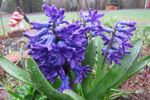 May showers = May flowers