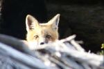 I see you
