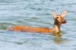 Enjoying the water