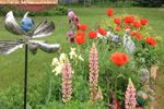 Lupines, poppies and more.