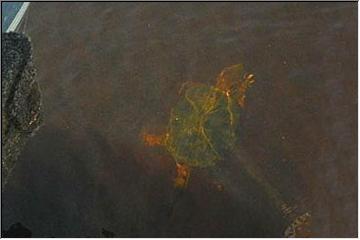 Turtle swimmer