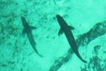 Underwater view