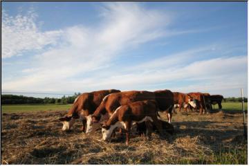 Herefords