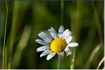 Delightful Daisy