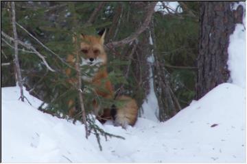Peek-a-boo