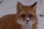 Snowy nose