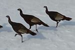 Flock of turkeys
