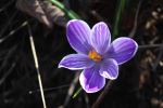 Pretty in purple