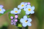 Dainty blue