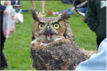 Who-whooo