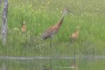 Sandhill and babies
