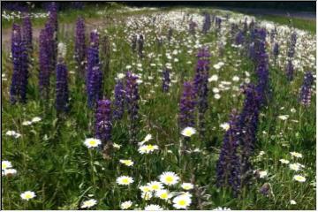 Flowering field