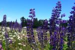 Pretty purple