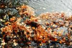 Caught in the river