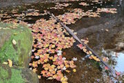 Daily Interactive Feature